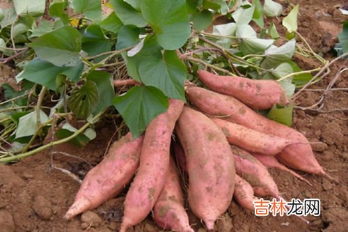 血热可以吃红薯吗,血热应该吃哪些食物