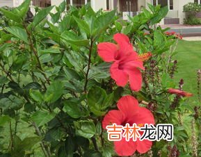 红花逍遥片饭前吃还是饭后吃,红花逍遥片经期能吃吗？红花逍遥片什么时候吃？