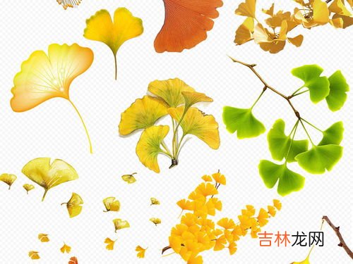 银杏树叶的作用,银杏树叶的功效与作用 银杏树叶对人体有哪些好处