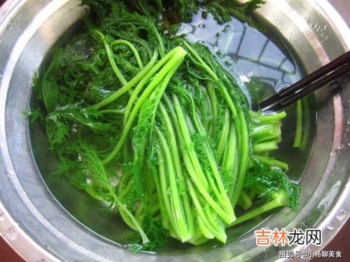 雪里红是什么菜,雪里红是什么菜