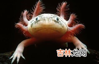 蝾螈可以长多大,十一厘米的蝾螈算成年还是不成&#039;@年