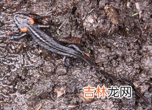 蝾螈可以长多大,十一厘米的蝾螈算成年还是不成&#039;@年