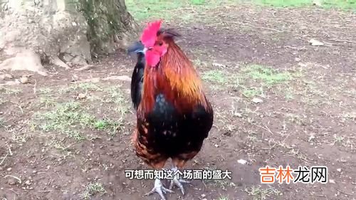 家禽有哪些,家禽动物有哪些