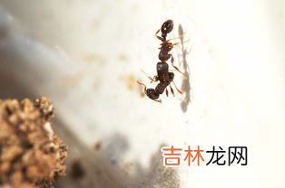 蚂蚁搬家的过程,用先，再，然后写一写蚂蚁搬家的过程？