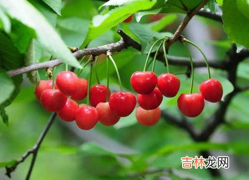 水晶樱桃和普通樱桃的区别是什么,樱桃水晶和黄蜜的区别