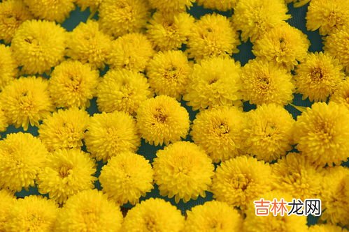 金丝菊的功效和作用,金丝皇菊的功效与作用及禁忌 金丝皇菊有什么功效与作用及禁忌