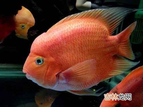 鹦鹉鱼吃什么,鹦鹉鱼吃什么