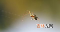 蚂蚁是无脊椎动物吗,蚂蚁蚜虫猴子属于什么生物？