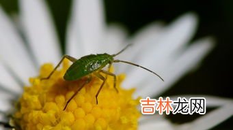 蚂蚁是无脊椎动物吗,蚂蚁蚜虫猴子属于什么生物？