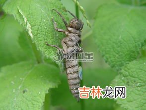 蚂蚁是无脊椎动物吗,蚂蚁蚜虫猴子属于什么生物？