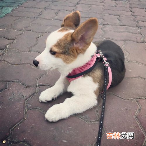 虐狗是什么意思,网络用语虐狗是什么意思?