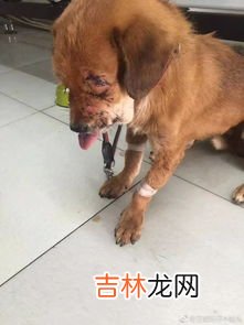 虐狗是什么意思,网络用语虐狗是什么意思?