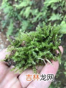 苔藓是什么,苔藓是什么