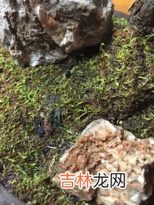 苔藓是什么,苔藓是什么