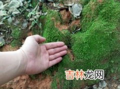 苔藓是什么,苔藓是什么