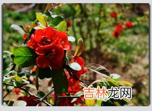 海棠花花语,海棠花的花语是什么?