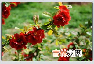 海棠花花语,海棠花的花语是什么?