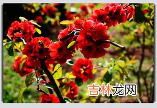 海棠花花语,海棠花的花语是什么?