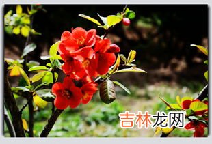 海棠花花语,海棠花的花语是什么?