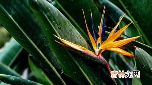 天堂鸟花语,天堂鸟的花语和寓意,象征了什么