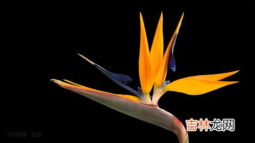 天堂鸟花语,天堂鸟的花语和寓意,象征了什么