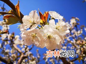 樱花树会结樱桃吗,樱花树结樱桃吗?