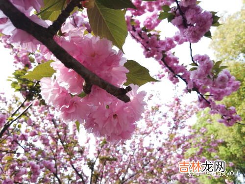 樱花树会结樱桃吗,樱花树结樱桃吗?