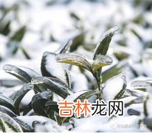 石菖蒲的神奇功效,“石菖蒲”的功效及其应用