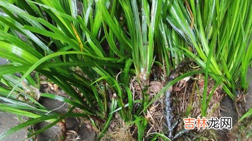 石菖蒲的神奇功效,“石菖蒲”的功效及其应用