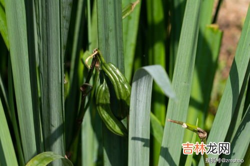 石菖蒲的神奇功效,“石菖蒲”的功效及其应用