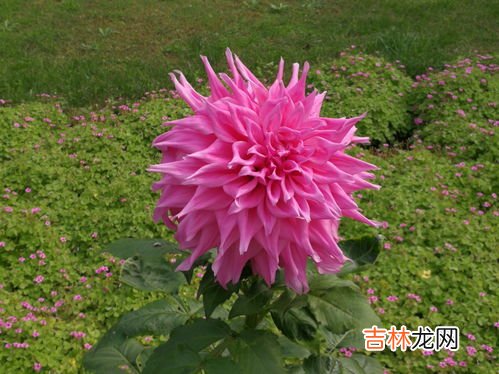 大丽花的花语是什么,大丽花的寓意和象征是什么？