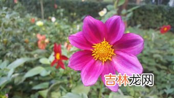 大丽花的花语是什么,大丽花的寓意和象征是什么？