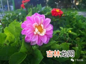 大丽花的花语是什么,大丽花的寓意和象征是什么？