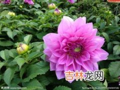 大丽花的花语是什么,大丽花的寓意和象征是什么？