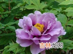 牡丹花语,牡丹花是什么花语