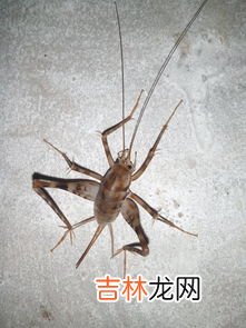 蛐蛐的学名叫啥,蛐蛐学名叫什么呢？