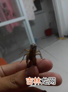 蛐蛐的学名叫啥,蛐蛐学名叫什么呢？