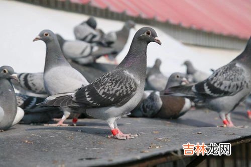 女人一个月吃几次鸽子汤好,鸽子汤一个月喝几次好女人喝鸽子汤能补吗