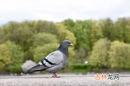 女人一个月吃几次鸽子汤好,鸽子汤一个月喝几次好女人喝鸽子汤能补吗