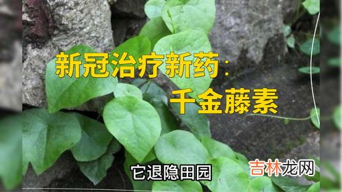 千金藤素片是什么,千金藤素说明书