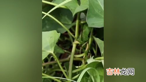 千金藤素片是什么,千金藤素说明书