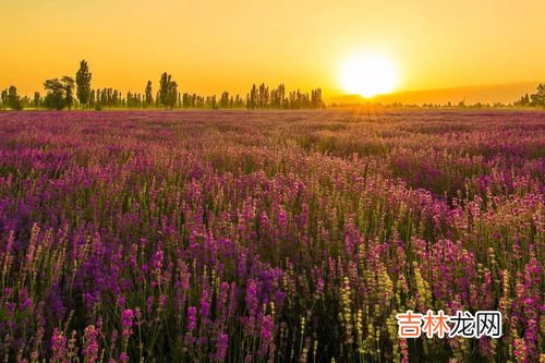 新疆薰衣草几月开花,伊犁薰衣草什么时候开花