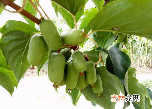 杨桃根与猕猴桃相似吗,杨桃树的根有什么作用？