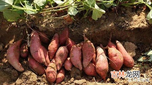 血管地瓜是转基因吗,紫色的红薯 是转基因的吗？