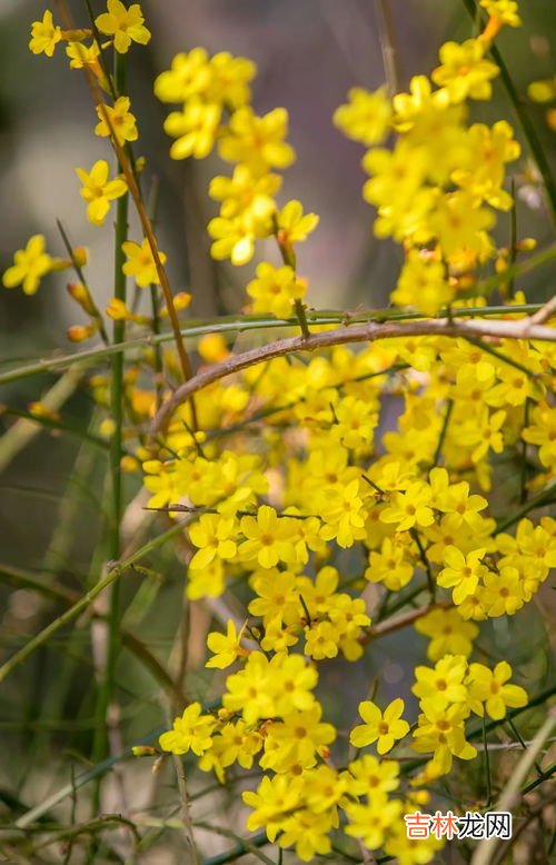 迎春花是什么颜色,迎春花是什么颜色