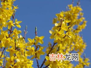 迎春花是什么颜色,迎春花是什么颜色