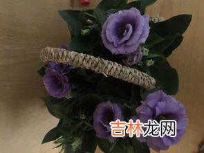 紫色萝卜叫啥名字,紫皮萝卜叫什么
