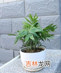 袖珍椰子有毒吗,袖珍椰子可以放卧室养吗