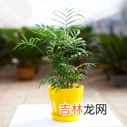 袖珍椰子有毒吗,袖珍椰子可以放卧室养吗