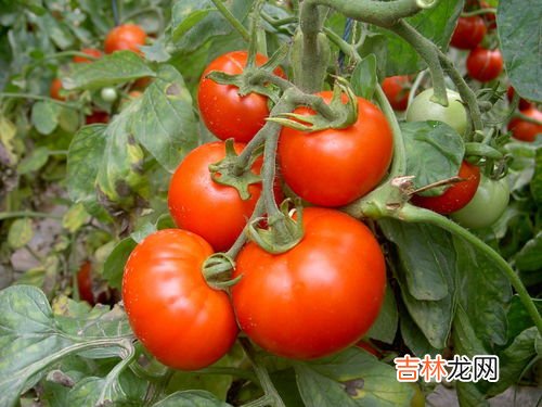 番茄是水果还是蔬菜,番茄是蔬菜还是水果？